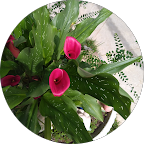 Tereza Raquel F. B. Ortega